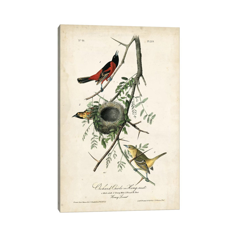 Orchard Orioles by John James Audubon - Wrapped Canvas Gallery-Wrapped Canvas Giclée, 30.48cm H x 20.32cm W