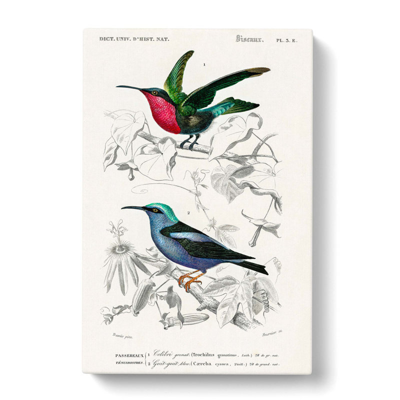 Bird Illustrations PL. 3e by Charles D Orbigny - Wrapped Canvas, 50cm H x 35cm W x 3cm D
