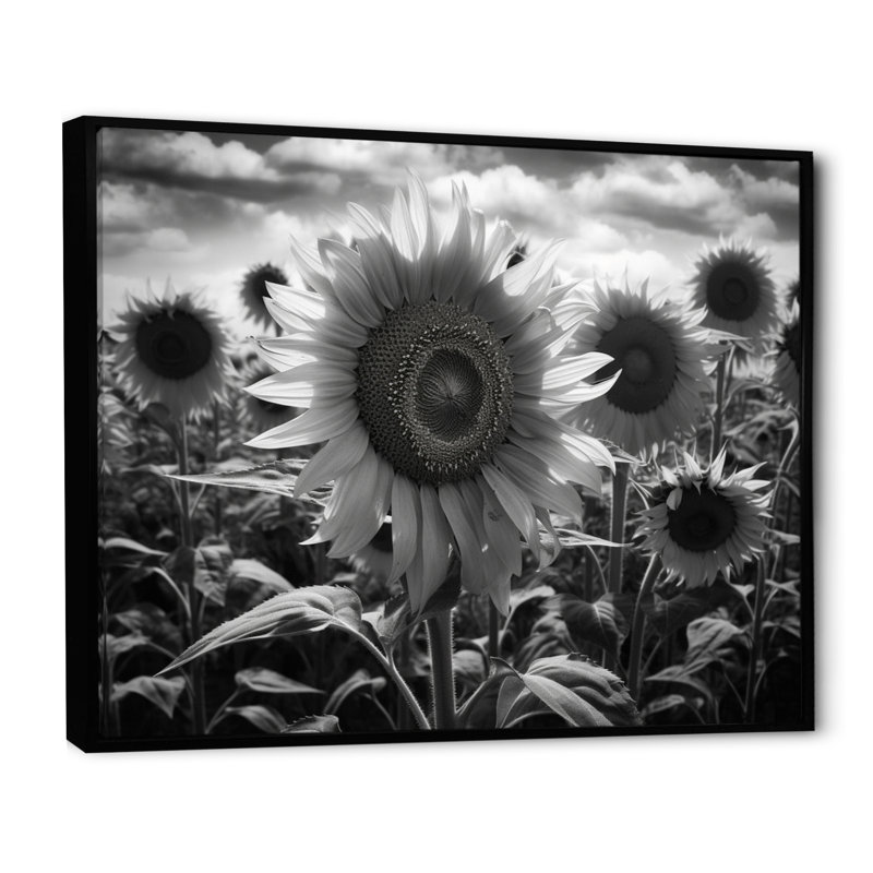 Tournesol noir et blanc I, H 24 po x l 32 po x P 1 po, Cadre flottant noir