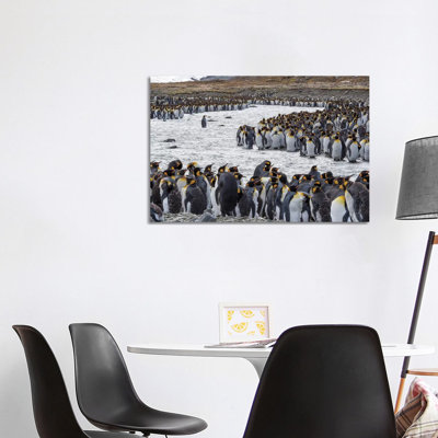 King Penguin Rookery In St. Andrews Bay. Adults Molting. South Georgia Island by Martin Zwick - Wrapped Canvas Print