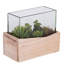 Succulent assortis en pot