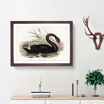 Black Swan by Elizabeth Gould - Framed Print