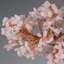 Genuine Rose Quartz Bonsai Tree in Square Ceramic Pot (11")