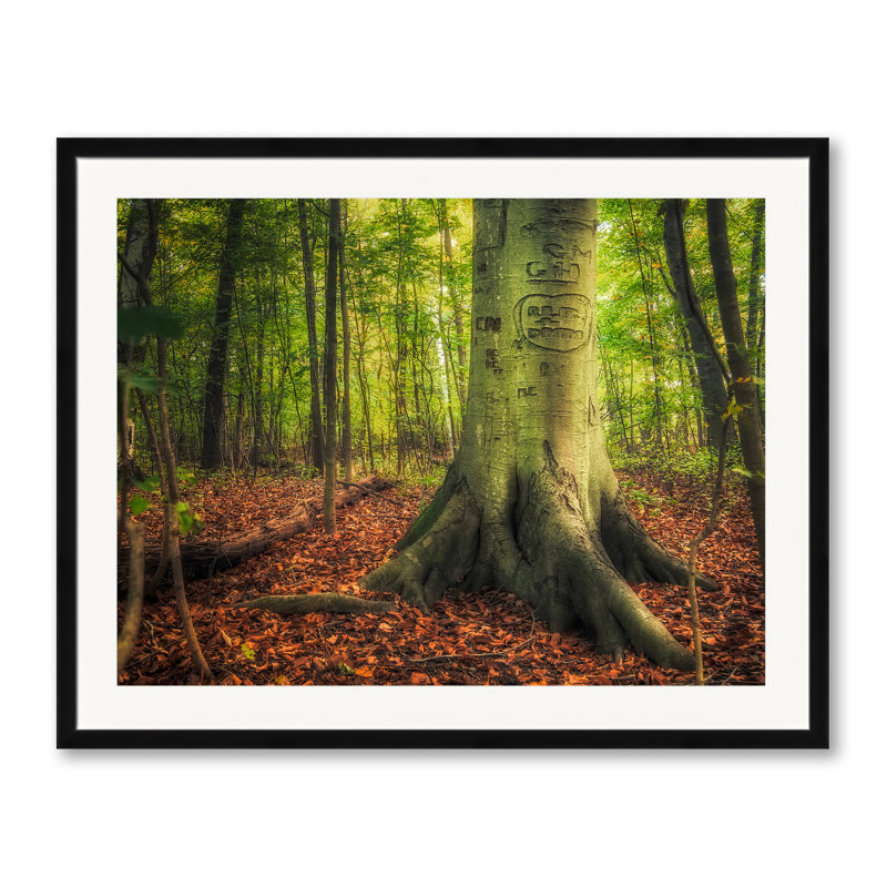 «The Giving Tree» par Scott Norris, H 25,25 po x l 31,25 po, Papier avec cadre noir