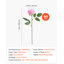 Rose Arrangement