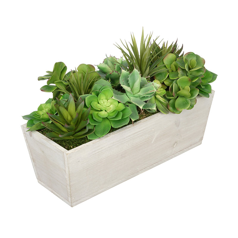 Plante grasse artificielle 5,5 po en pot, Blanc