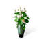 Nouveau pot de céramique lotus chinois plante verte