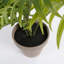Areca 53cm Plant