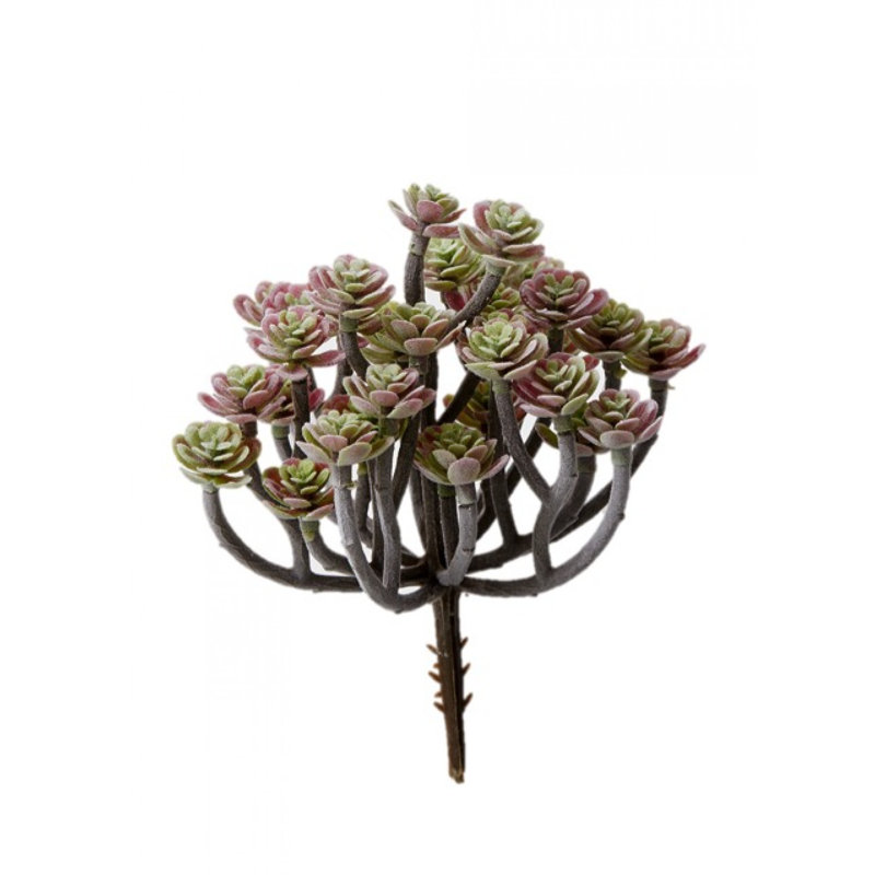 8'' Succulent Plant