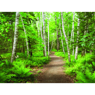 " Birch Bounty " by Alan Giana