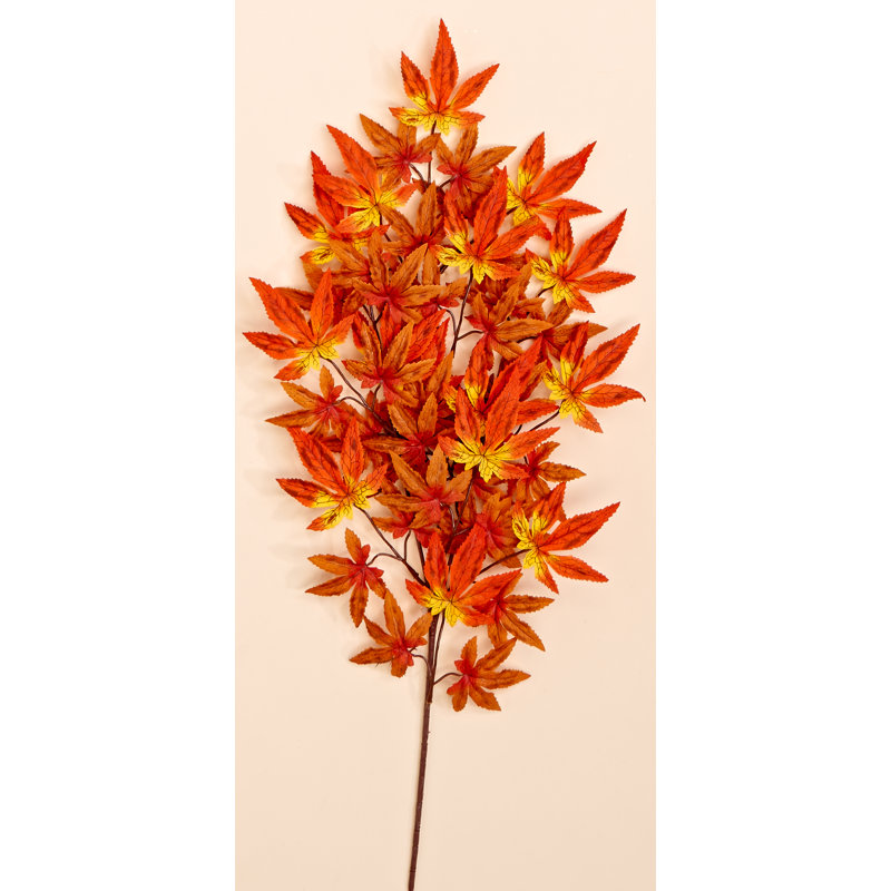 Jet d'érable japonais, Orange