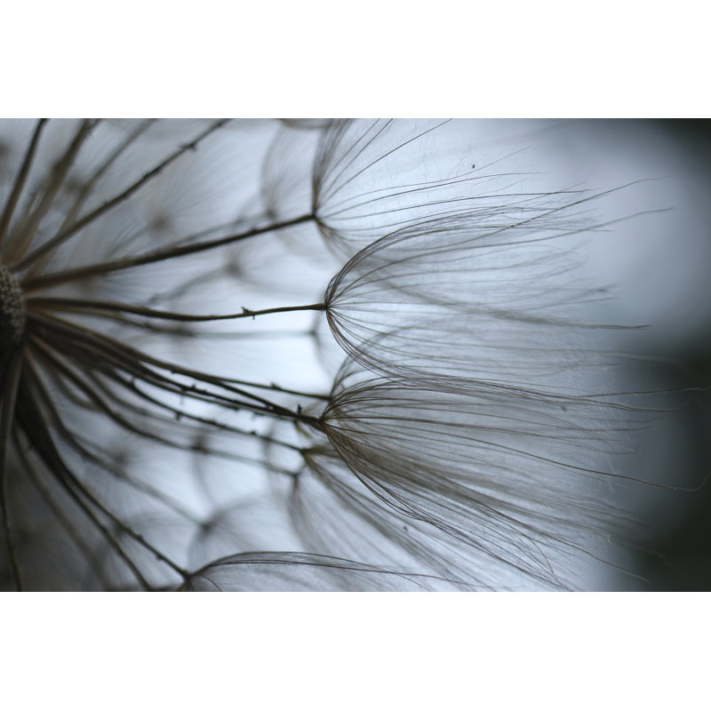 Macro Dandelion X 1 Piece Wrapped Canvas Wall Art, 61cm H x 91cm W