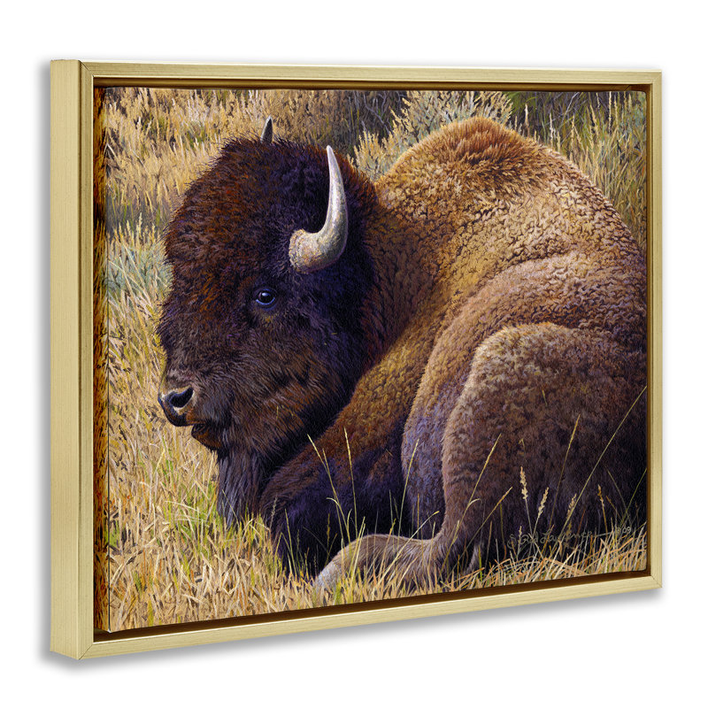 «Relaxing Young Bison Gray» par Rod Lawrence, Cadre flottant métallique doré, H 17 po x l 21 po