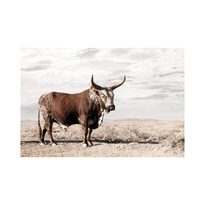 " Nguni Cow Standing " by Klaus Tiedge
