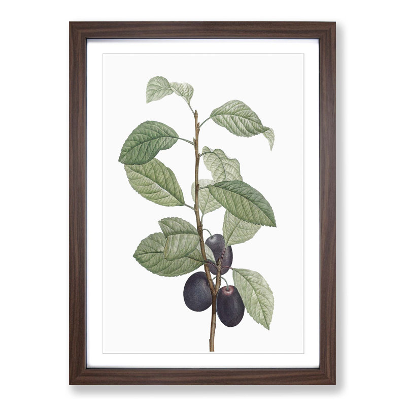 Prune Tree by Pierre-Joseph Redoute - Picture Frame Painting Print, Walnut Framed, 48cm H x 36cm W x 2cm D