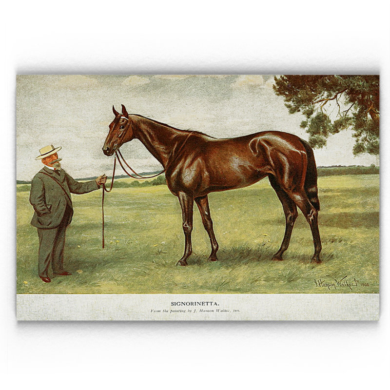 « équin drawing ii », impression, H 18 po x l 27 po x P 1,5 po, Pas de tapis, Toile tendue