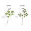 Tige de fausse branche de Pieris-2109992346