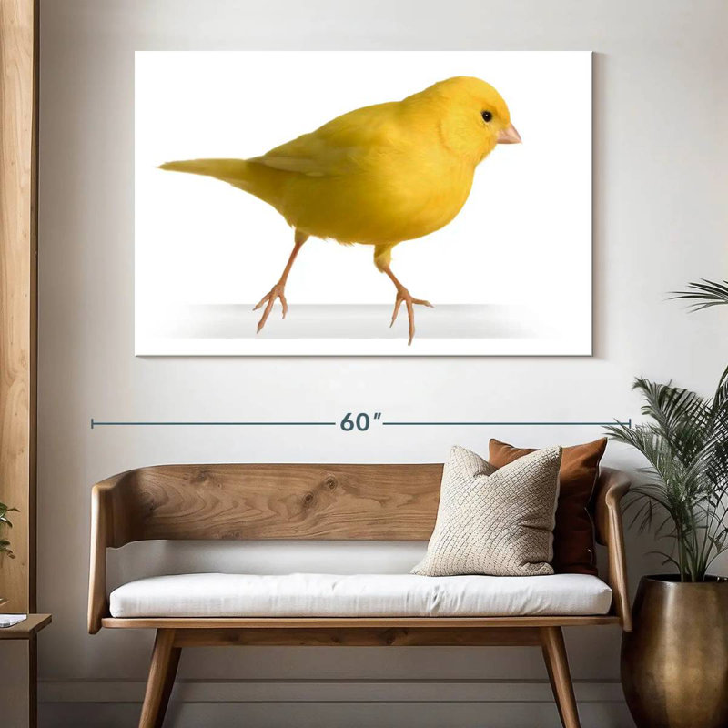 Canari perché