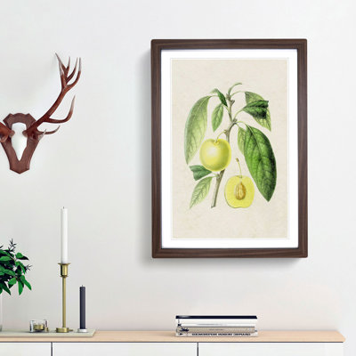 Prune Fruit Illustration - Framed Print