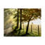 « matinée graze ii », reproduction de photo sur toile tendue-33425761