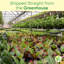 Live Spider Plant
