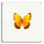 «Yellow Butterfly 2» par Photoinc Studio, art mural en verre acrylique-1814454294