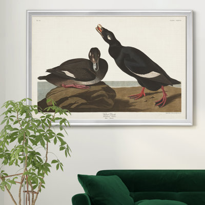 " Velvet Duck "