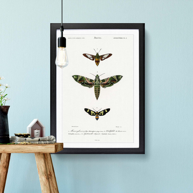 Moth Illustrations Pl.9 by Charles d' Orbigny - Picture Frame Painting Print, 36cm H x 27cm W x 2cm D, Black Framed
