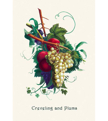 Creveling Grapes and Plums Graphic Art