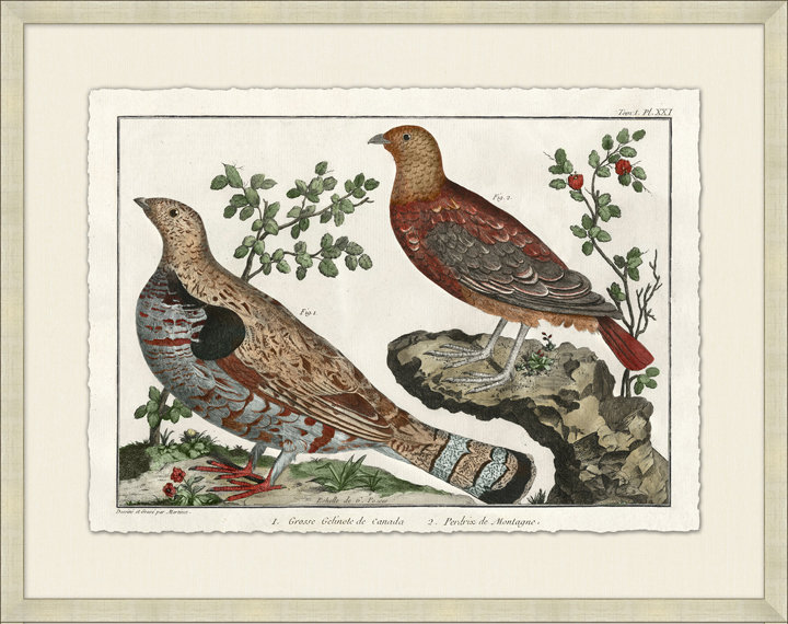 Martinet's Pheasants 2 Print