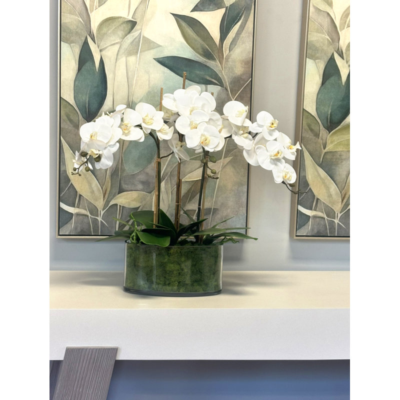 Orchidée Kerwin