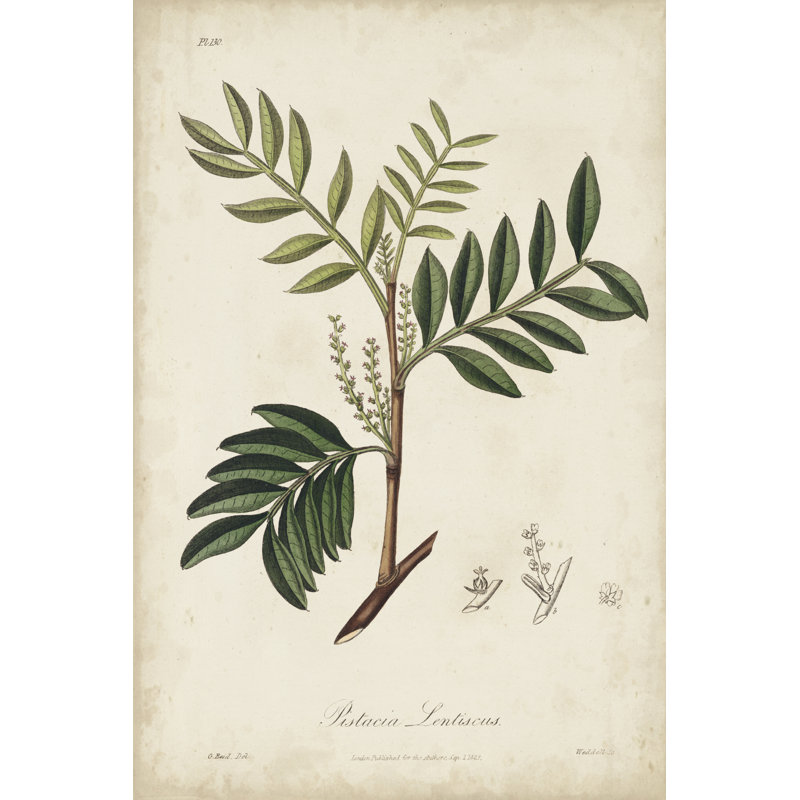Medicinal Botany II by Churchill - Painting, Wrapped Canvas, 122 cm H x 81 cm W