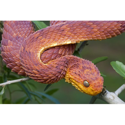 Red Bush Viper by Mark Kostich - Wrapped Canvas Print