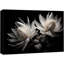 «Flower Amaryllis» sur toile-99543241
