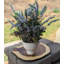 Arrangement de lavande en pot