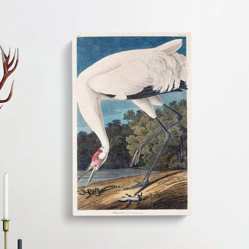 Hooping Crane Bird by John Audubon - Wrapped Canvas, 60cm H x 40cm W x 3cm D
