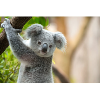 Koala by Cruphoto