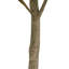 TREE MONEY POT 7FT