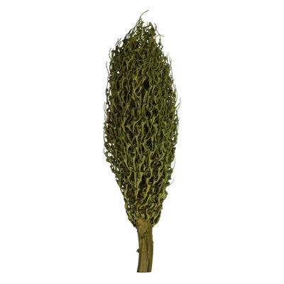 Vickerman Olympia Seed Pod, Dried 22'' Plant