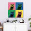 Brampt British Shorthair Pop-109164703
