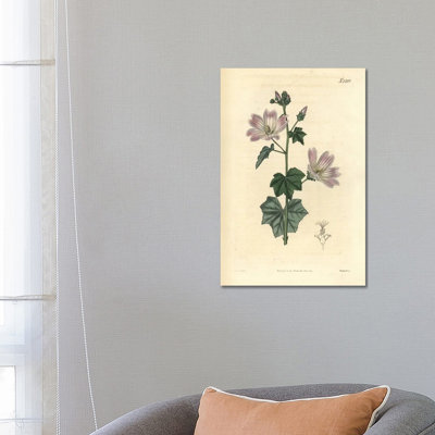 Australian Hollyhock by Florilegius - Gallery-Wrapped Canvas Giclée on Canvas