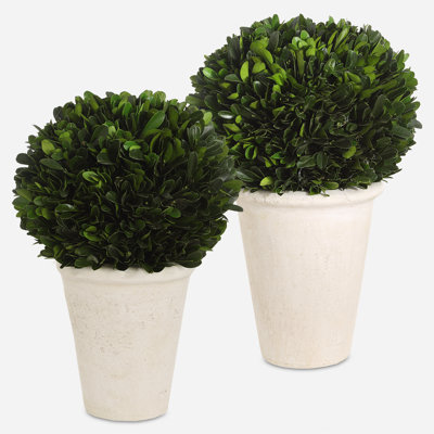 Boxwood Topiary Plant in Terracotta Planter