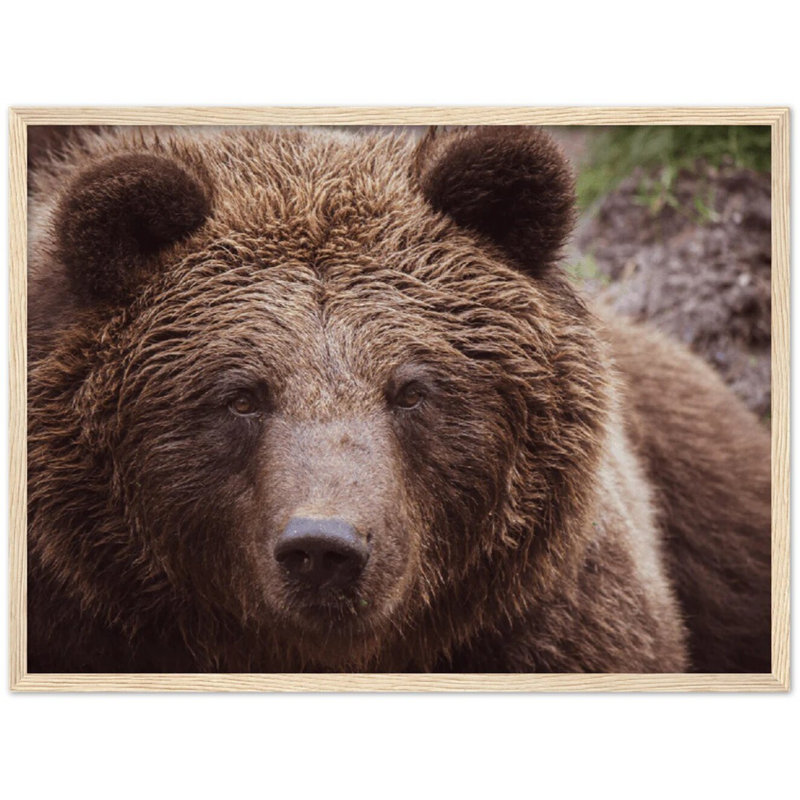 Brown Bear Print - Wildlife Animal Wall Art - Bear Illustration Canvas Poster - Forest Nature Artwork - Rustic Cabin Lodge Decor - Scenic Animal Wall Hanging - Modern Home Decoration Art Print