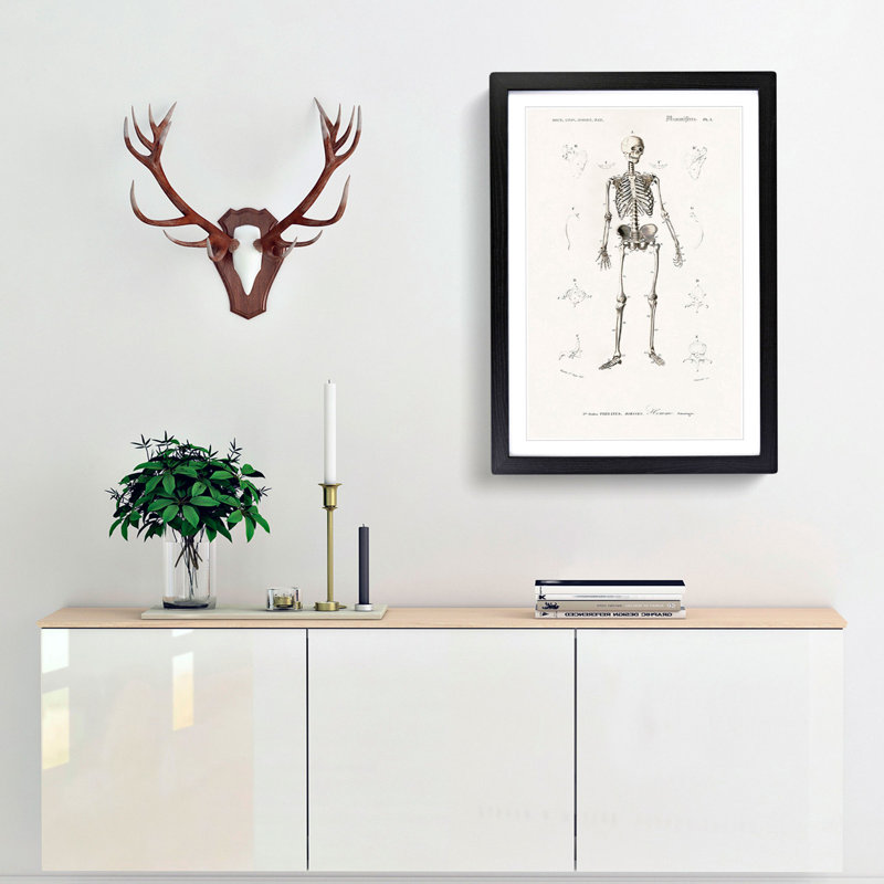 Human Skeleton by Charles dOrbigny - Framed Print, 65cm H x 48cm W x 2cm D, Black Framed