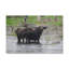 No Frame Print on Canvas-426678384