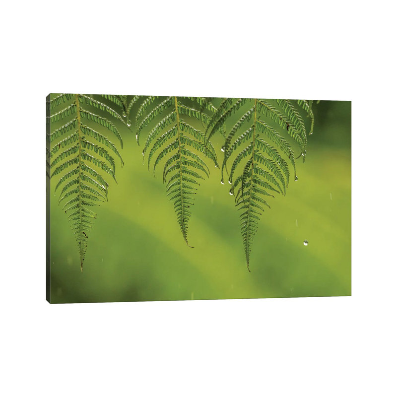 Costa Rica, Sarapique River Valley. Fern In Rain. by Jaynes Gallery - Wrapped Canvas Print, 20.32cm H x 30.48cm W x 1.905cm D