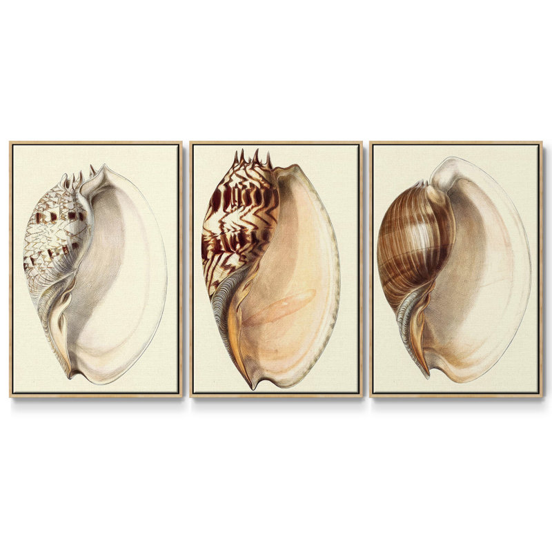 Splendid Shells I, ensemble de 3 toiles encadrées sur toile, H 27 po x l 54 po, Bois naturel