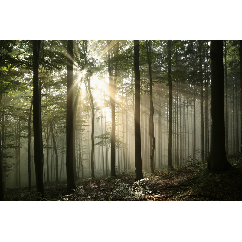Deciduous Forest - Wrapped Canvas Print, 20cm H x 30cm W x 3.8cm D
