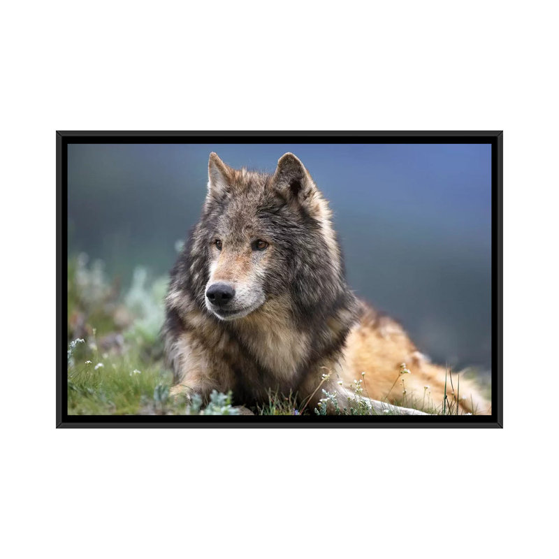 « loup reposer, north america », impression sur toile, H 18 po x l 26 po x P 1,5 po, Toile avec cadre noir, Pas de tapis