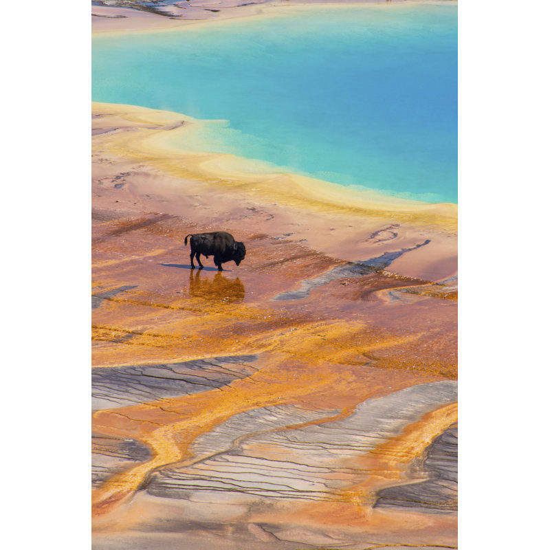 Bison 1 Piece Wrapped Canvas Wall Art, 20cm H x 30cm W x 3.8cm D